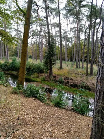 Uitlegger