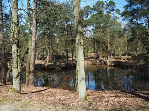 Uitlegger