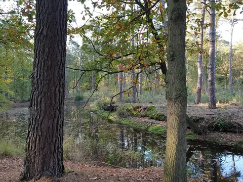 Uitlegger