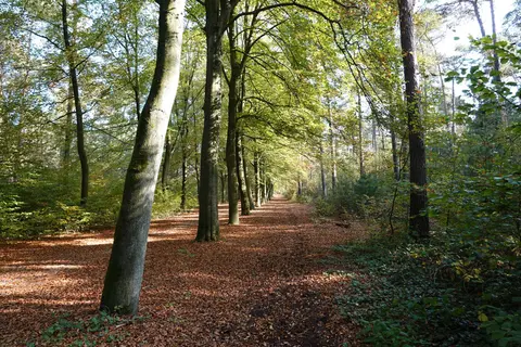 Uitlegger
