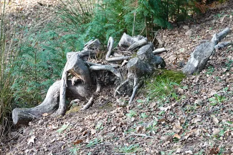 Uitlegger