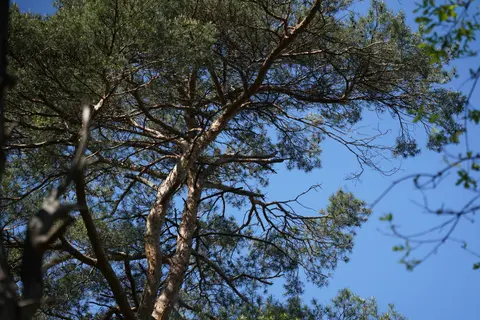 Uitlegger