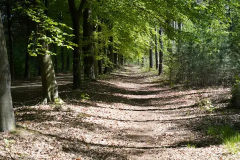 Uitlegger