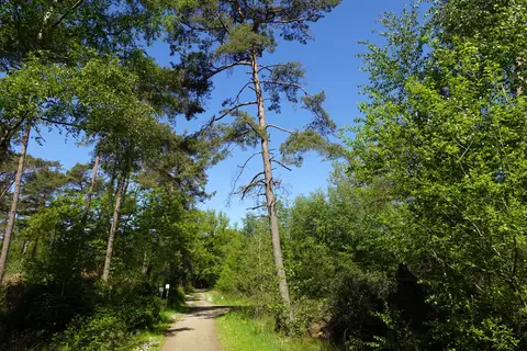 Uitlegger