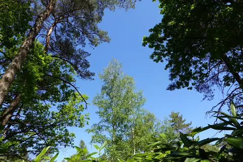 Uitlegger