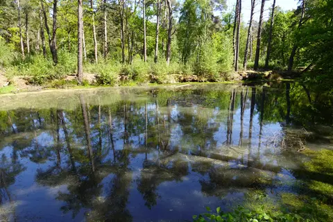 Uitlegger