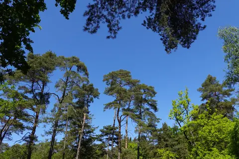 Uitlegger