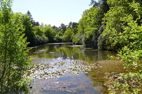 Uitlegger