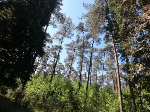 Uitlegger