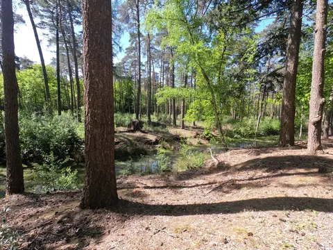 Uitlegger