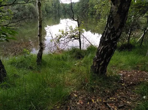 Ertbrandbos
