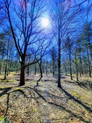 Ertbrandbos