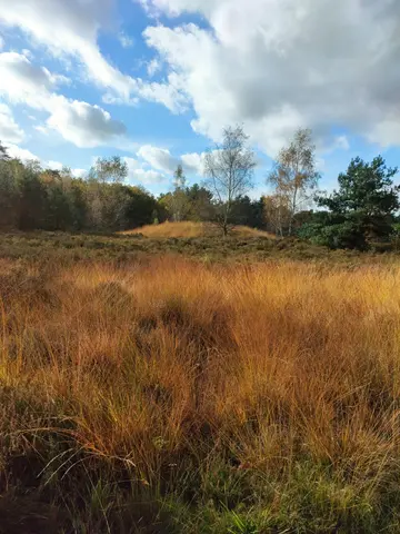 Ertbrandbos