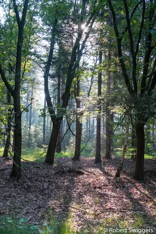 Ertbrandbos 5
