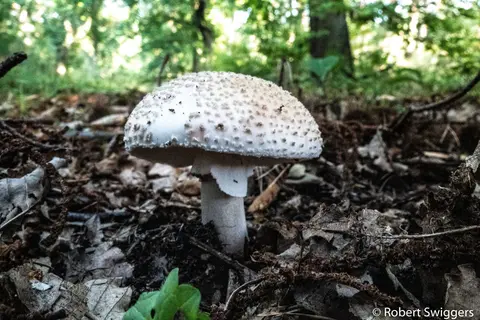 Ertbrandbos 6