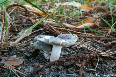 Ertbrandbos 7