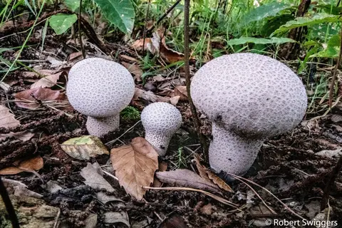 Ertbrandbos 8