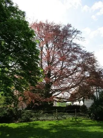 Gemeentepark - Beuk beschermd 1