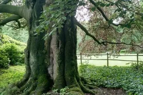 Gemeentepark - Beuk beschermd 2