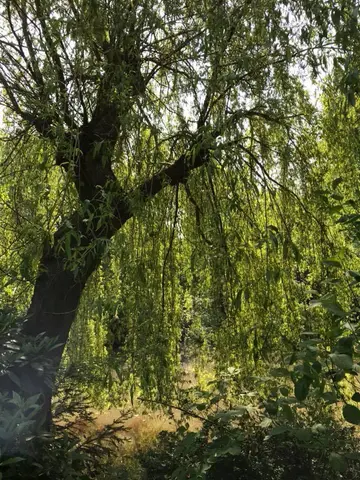 Gemeentepark