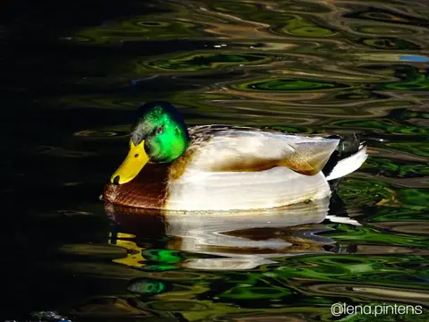 Gemeentepark