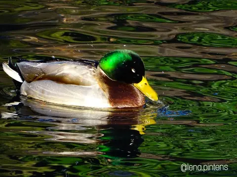 Gemeentepark