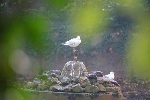 Gemeentepark