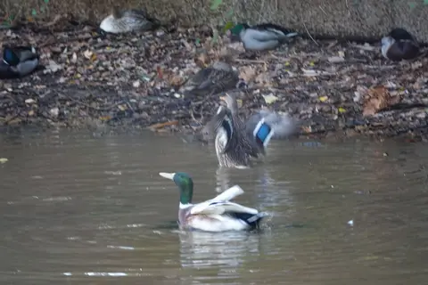 Gemeentepark