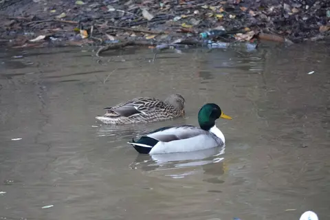 Gemeentepark