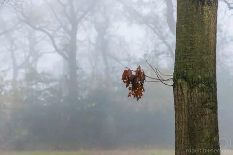 Gemeentepark 2