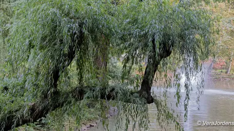 Gemeentepark 3