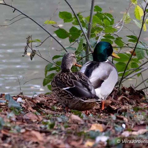 Gemeentepark 5