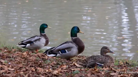 Gemeentepark 6