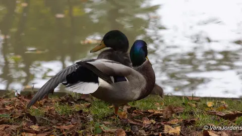 Gemeentepark 7