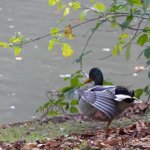 Gemeentepark 8