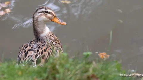 Gemeentepark 9