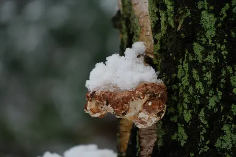 Het Rood 2