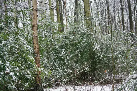 Het Rood 4