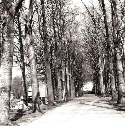 Albertdreef in de Hoevensebaan