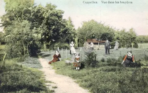 Uitzicht in de heide - Swatti Alix - kleur
