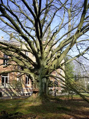 Kasteel Heidehof - eeuwfeestboom