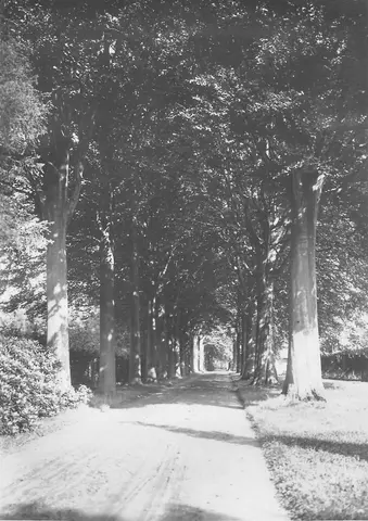 Kasteel Irishof - bos