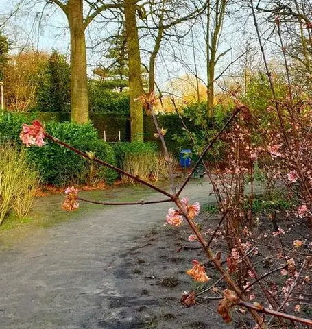 Mandelapark