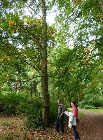 Kasteel Wolvenbos - Perzische Eik