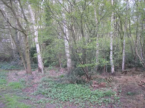 Het Klein Bos
