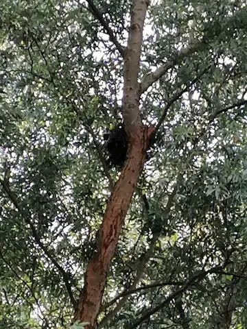 Het Klein Bos 11