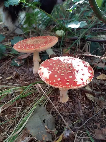 Het Klein Bos 14