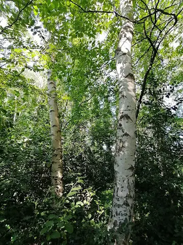 Het Klein Bos 15