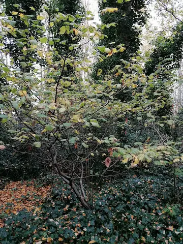 Het Klein Bos 16