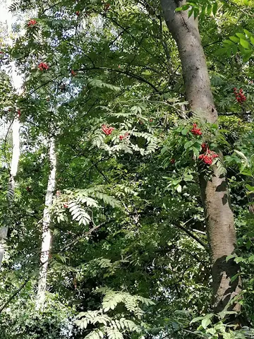 Het Klein Bos 17